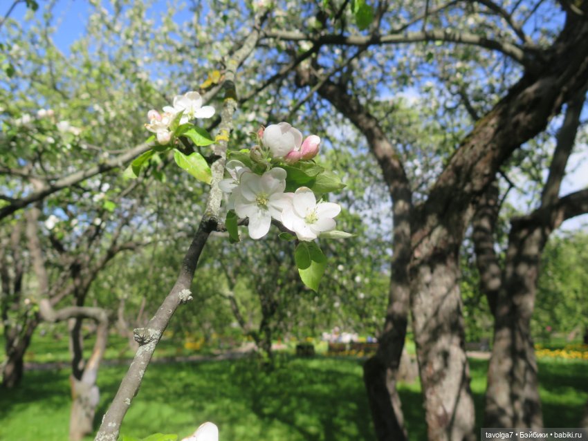 Сады Коломенского в сложный май 2024