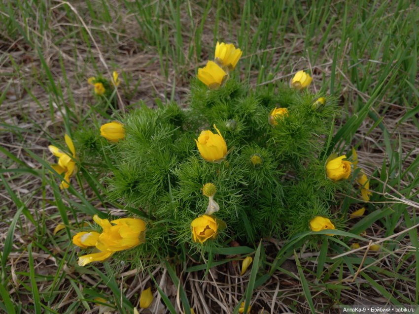 Mignonette цветочные феи — Антикварные куклы Mignonette (Миньонетта): карманные