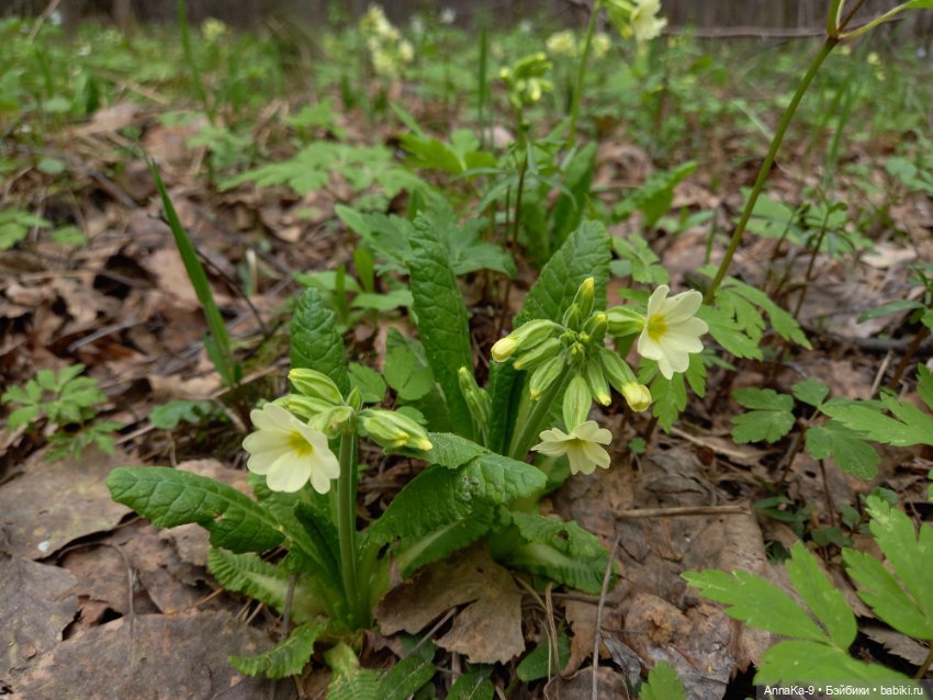 Mignonette цветочные феи — Антикварные куклы Mignonette (Миньонетта): карманные