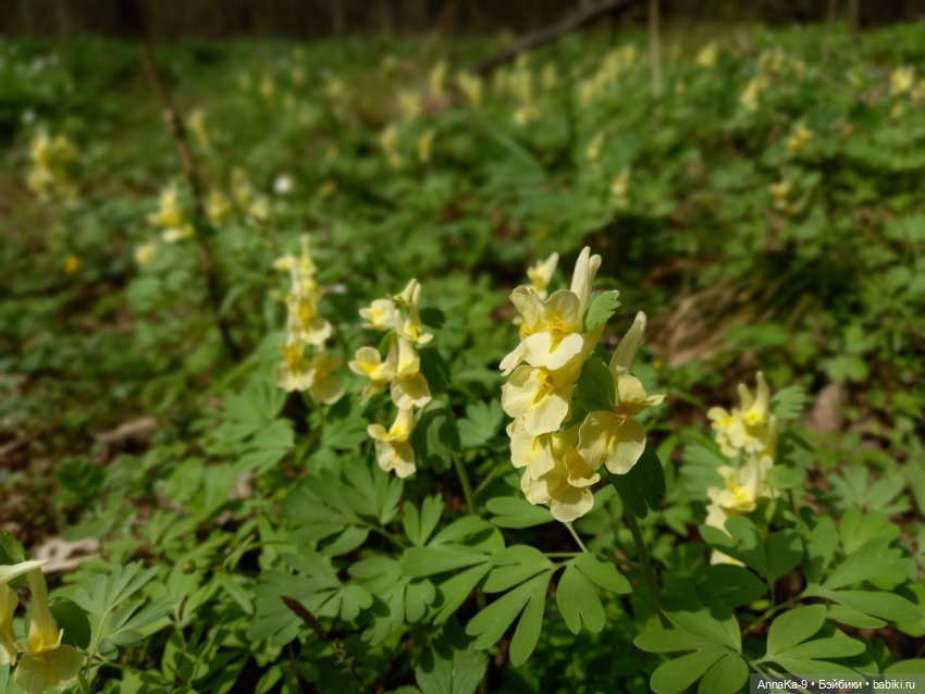 Mignonette цветочные феи — Антикварные куклы Mignonette (Миньонетта): карманные