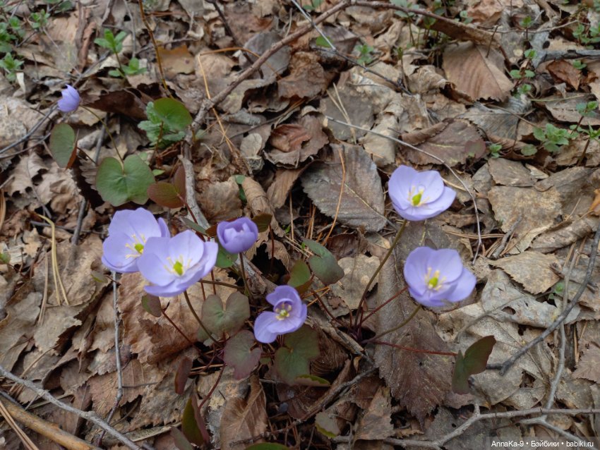 Mignonette цветочные феи — Антикварные куклы Mignonette (Миньонетта): карманные (фото 10)