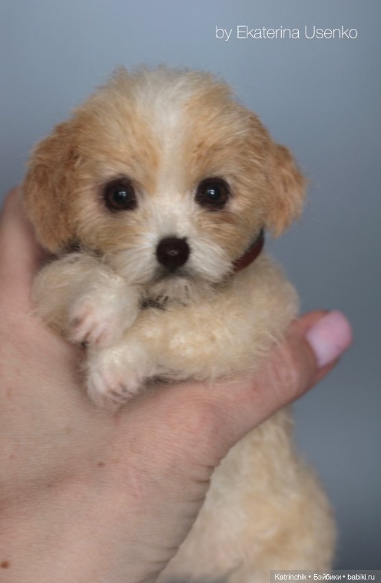 Щенок Тедди — Авторские мишки Тедди и друзья: фото (фото 9)