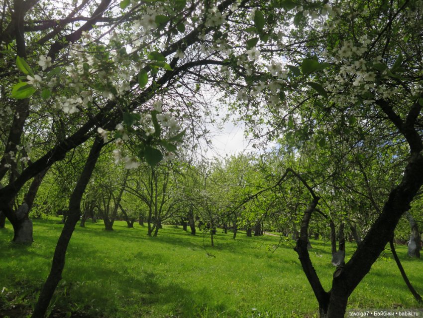 В Коломенское большой компанией (фото 6)