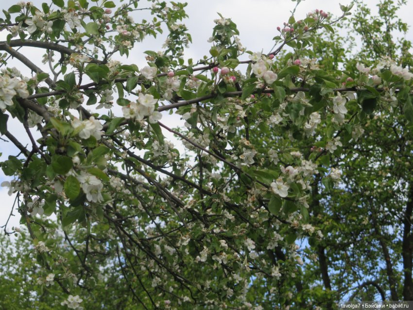 В Коломенское большой компанией (фото 7)