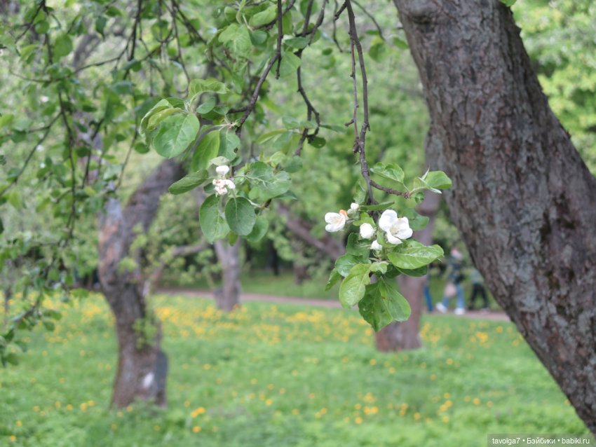 В Коломенское большой компанией