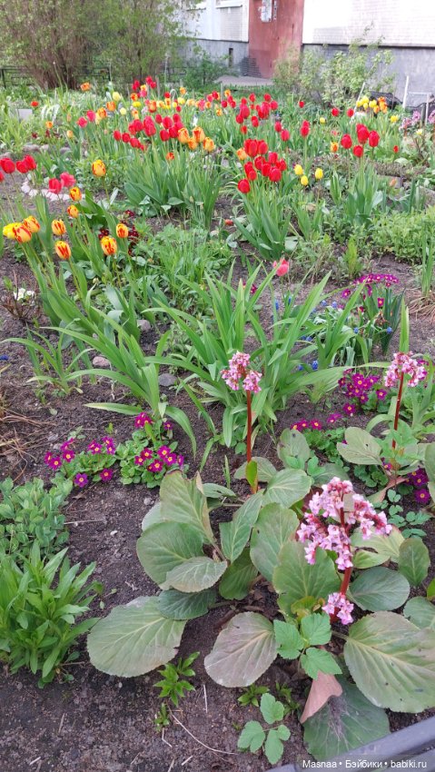 К нам приехал, к нам приехал Жорджик дорогой (фото 5)