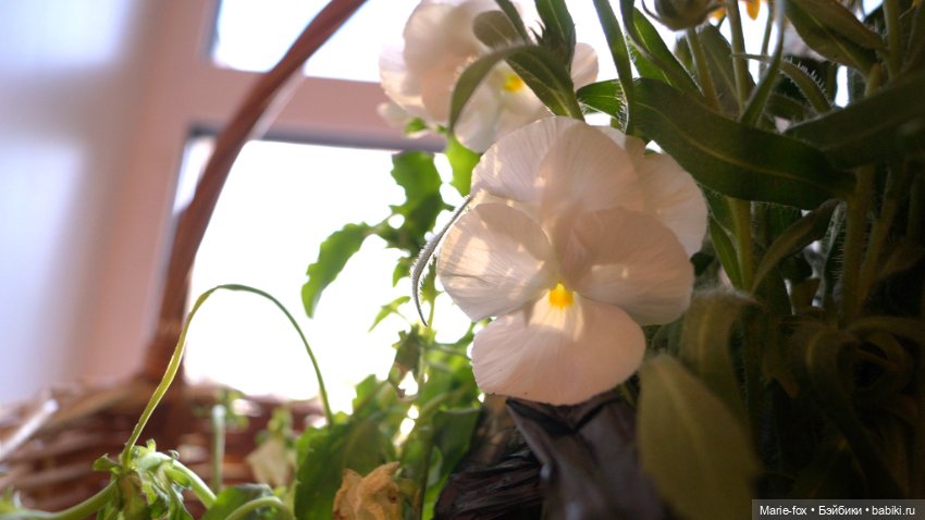 В саду цветов — Куклы Harry Potter (Гарри Поттер) Mattel: Wizarding World