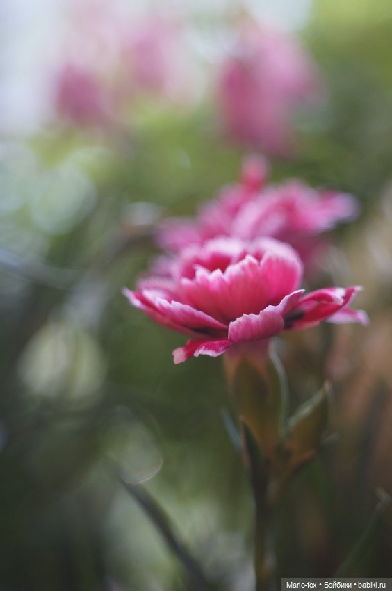 В саду цветов — Куклы Harry Potter (Гарри Поттер) Mattel: Wizarding World (фото 4)