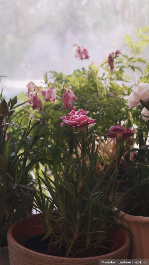 В саду цветов — Куклы Harry Potter (Гарри Поттер) Mattel: Wizarding World