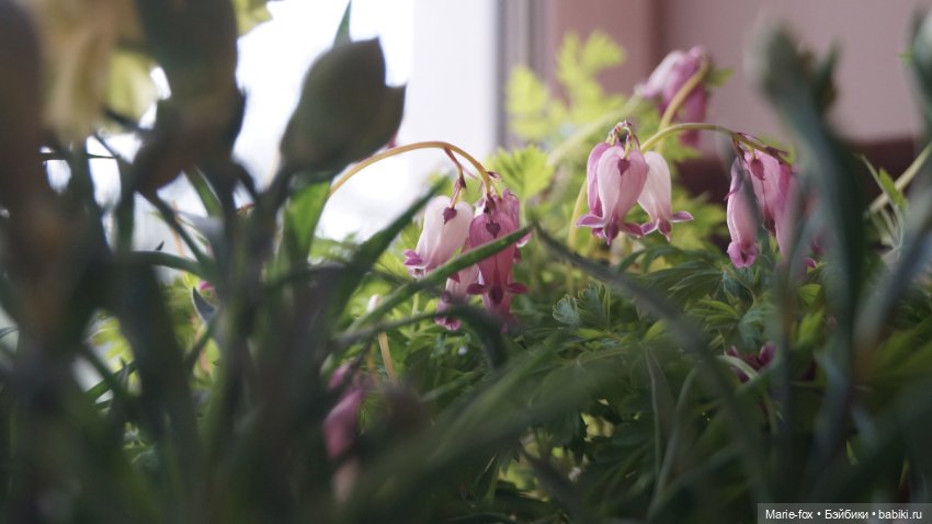 В саду цветов — Куклы Harry Potter (Гарри Поттер) Mattel: Wizarding World