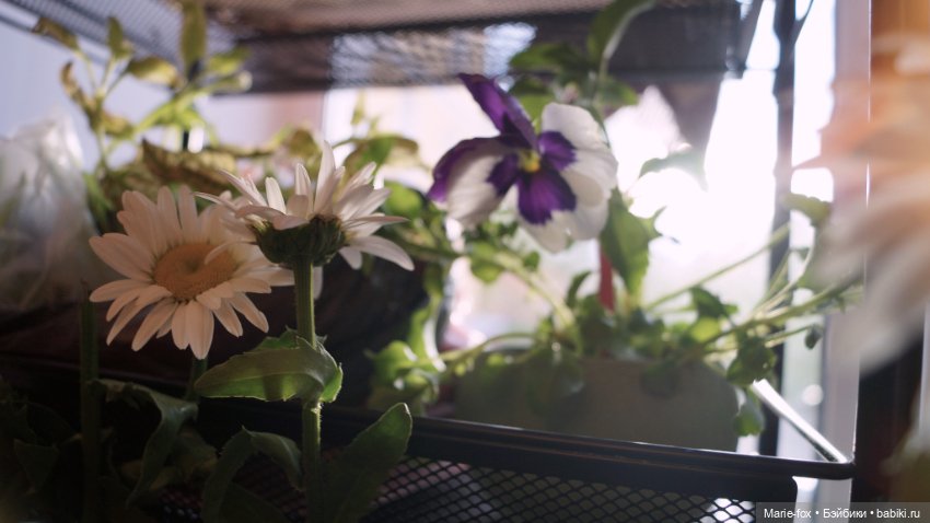 В саду цветов — Куклы Harry Potter (Гарри Поттер) Mattel: Wizarding World