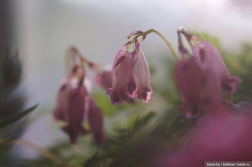 В саду цветов — Куклы Harry Potter (Гарри Поттер) Mattel: Wizarding World (фото 5)