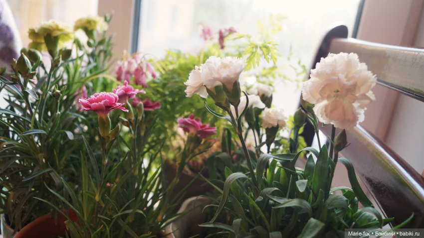 В саду цветов — Куклы Harry Potter (Гарри Поттер) Mattel: Wizarding World