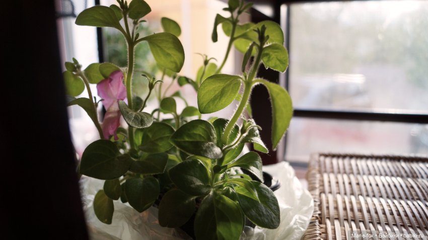 В саду цветов — Куклы Harry Potter (Гарри Поттер) Mattel: Wizarding World