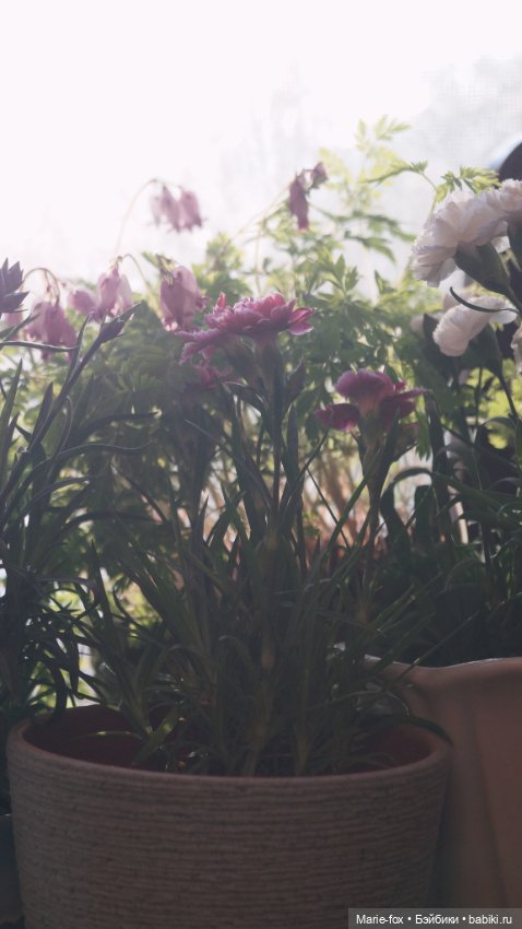 В саду цветов — Куклы Harry Potter (Гарри Поттер) Mattel: Wizarding World