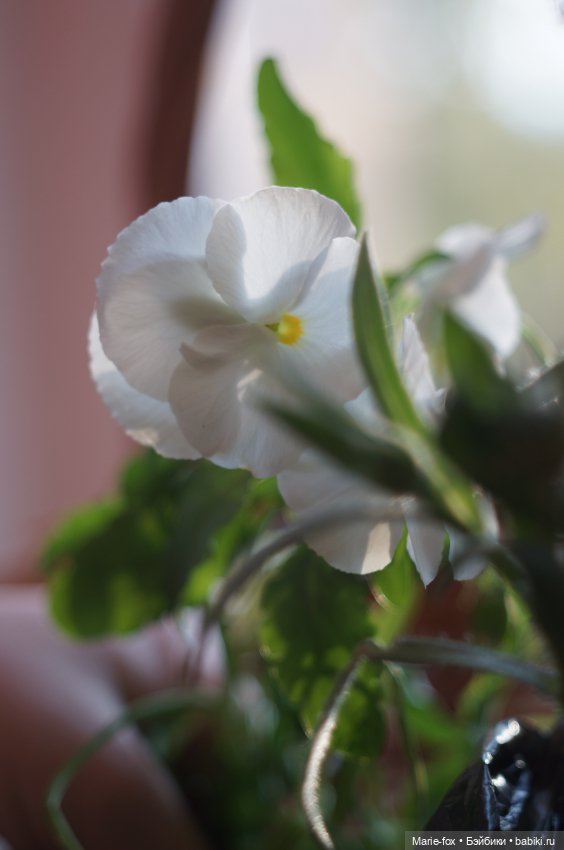 В саду цветов — Куклы Harry Potter (Гарри Поттер) Mattel: Wizarding World (фото 8)