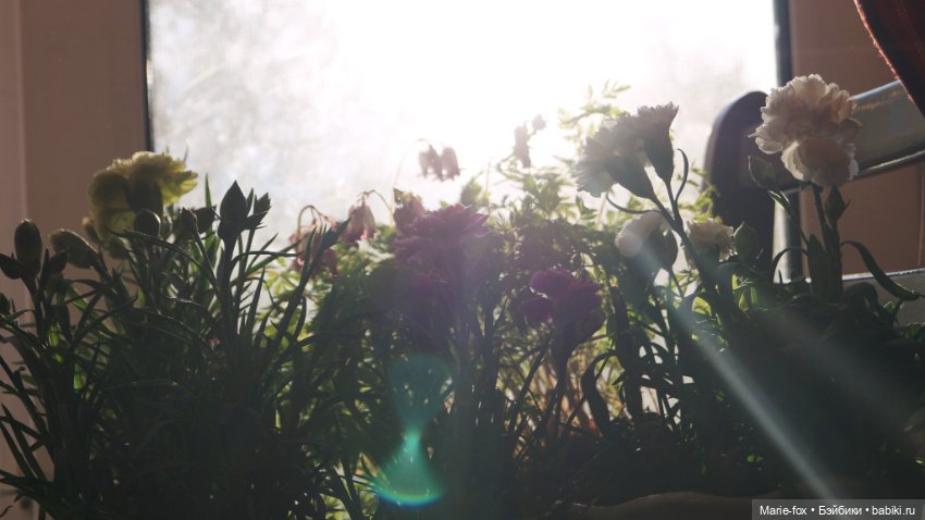 В саду цветов — Куклы Harry Potter (Гарри Поттер) Mattel: Wizarding World