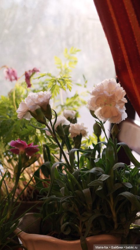 В саду цветов — Куклы Harry Potter (Гарри Поттер) Mattel: Wizarding World