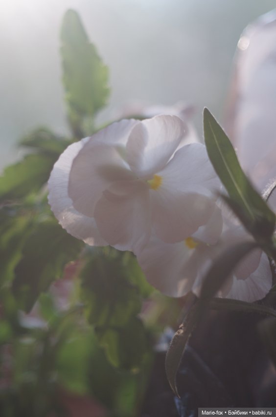 В саду цветов — Куклы Harry Potter (Гарри Поттер) Mattel: Wizarding World (фото 7)