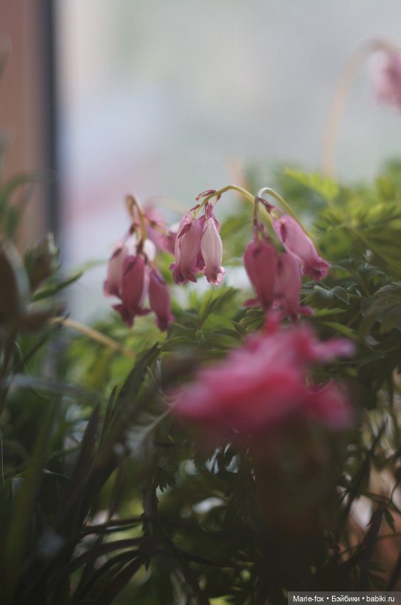 В саду цветов — Куклы Harry Potter (Гарри Поттер) Mattel: Wizarding World (фото 3)