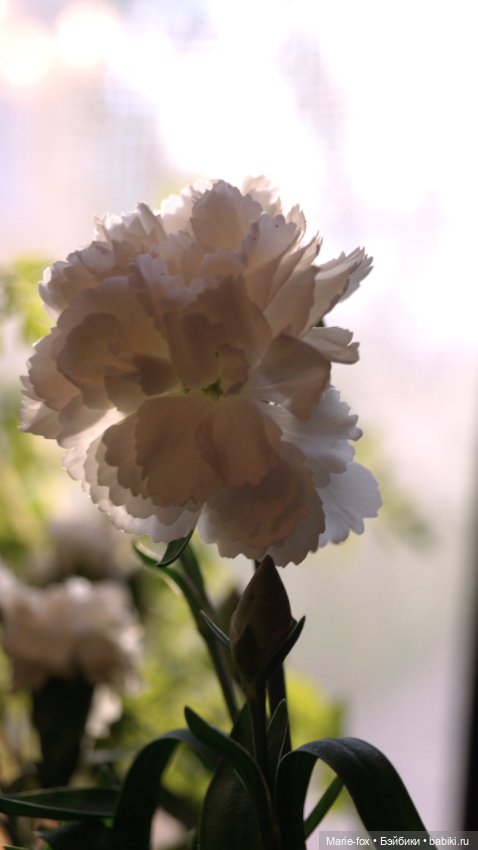 В саду цветов — Куклы Harry Potter (Гарри Поттер) Mattel: Wizarding World