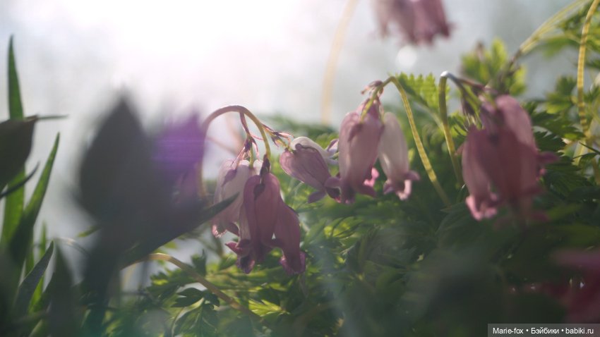 В саду цветов — Куклы Harry Potter (Гарри Поттер) Mattel: Wizarding World