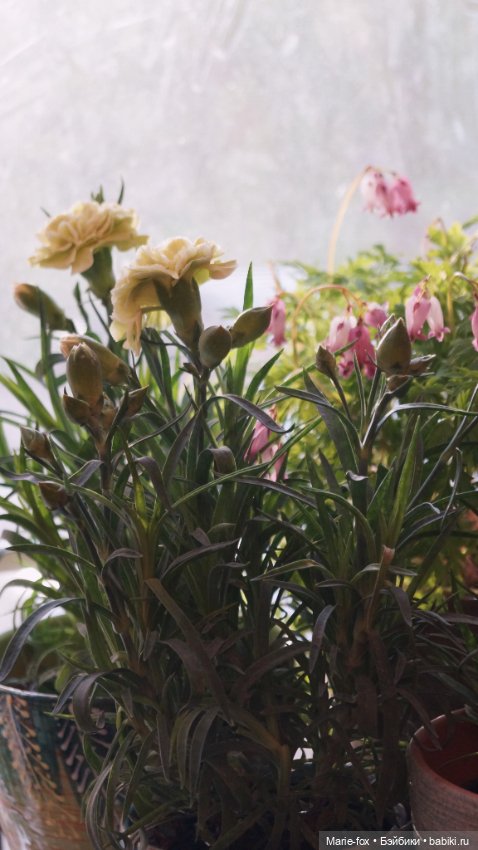 В саду цветов — Куклы Harry Potter (Гарри Поттер) Mattel: Wizarding World