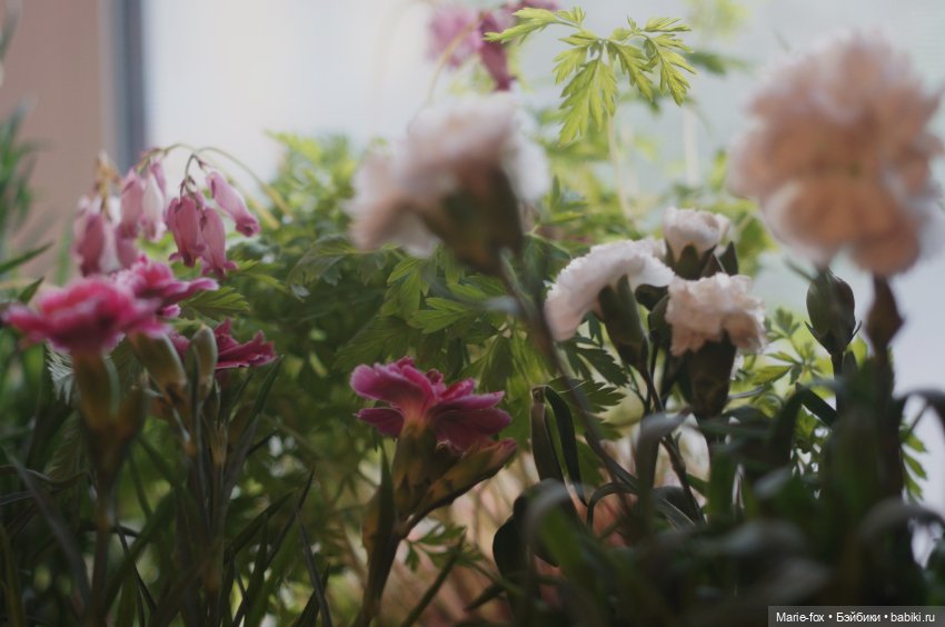 В саду цветов — Куклы Harry Potter (Гарри Поттер) Mattel: Wizarding World (фото 2)