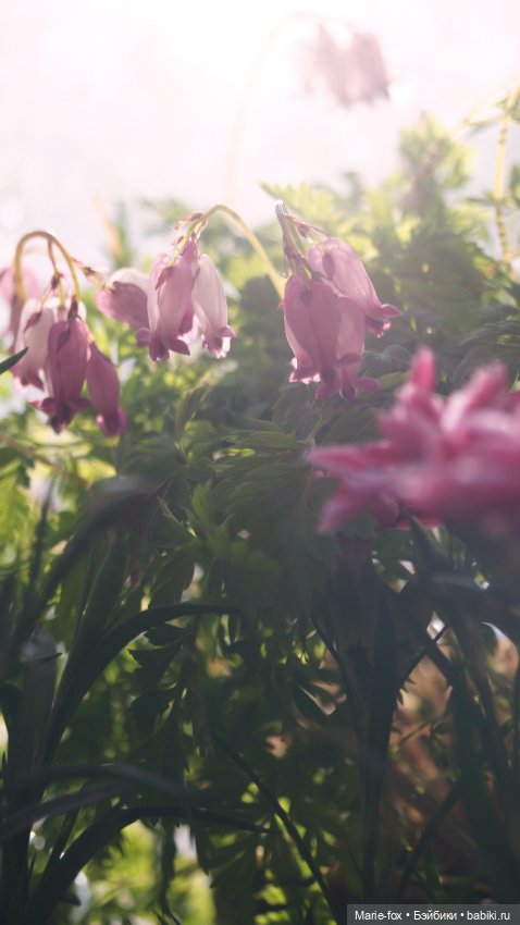 В саду цветов — Куклы Harry Potter (Гарри Поттер) Mattel: Wizarding World