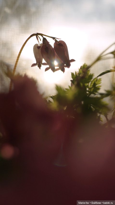 В саду цветов — Куклы Harry Potter (Гарри Поттер) Mattel: Wizarding World