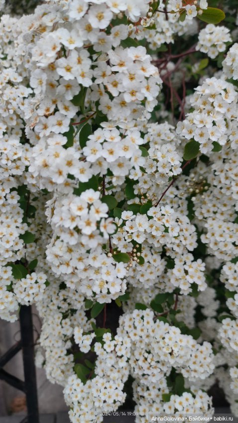 Радоница...Саратов.. 14 мая 2024г (фото 3)