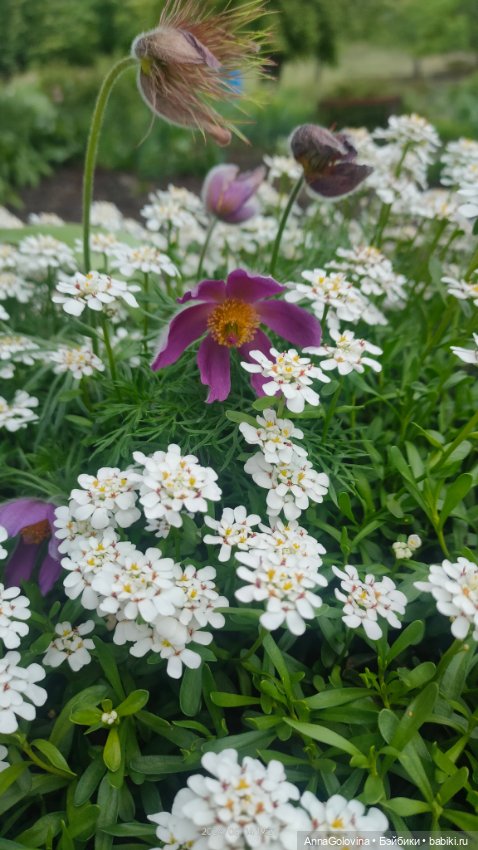 Радоница...Саратов.. 14 мая 2024г (фото 4)