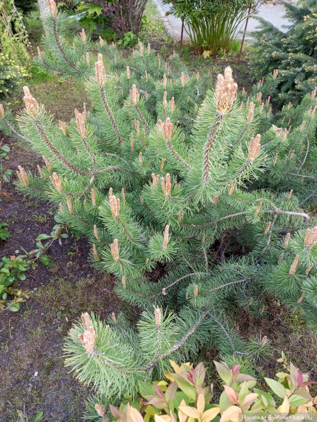 Булка мелкая шоколадная — Куклы Nines d'Onil (Нинес): Миа (Mia)