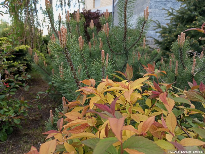 Булка мелкая шоколадная — Куклы Nines d'Onil (Нинес): Миа (Mia)