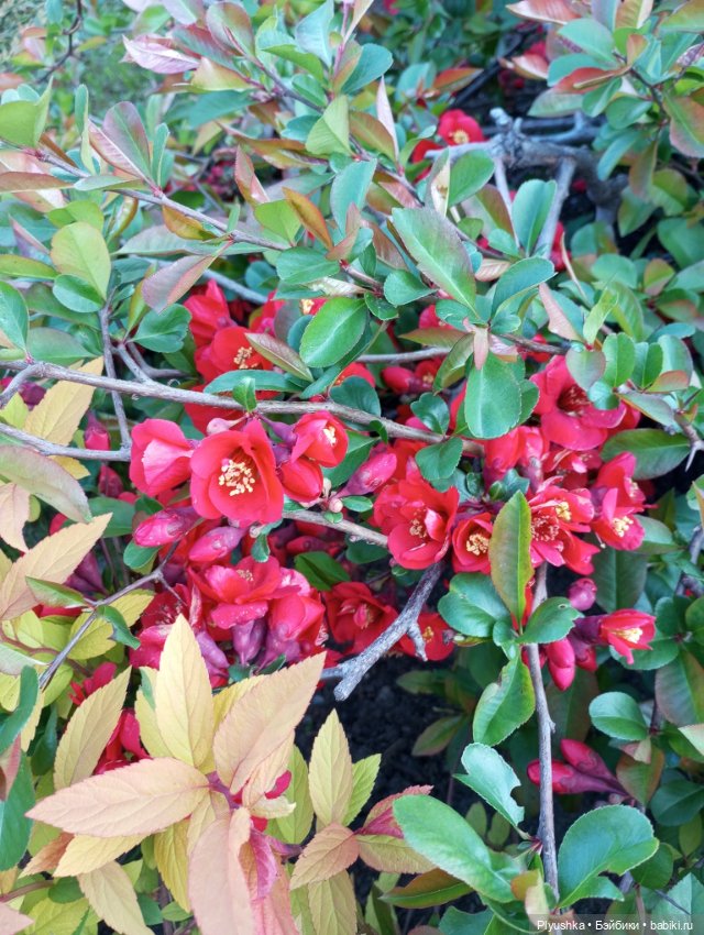 Булка мелкая шоколадная — Куклы Nines d'Onil (Нинес): Миа (Mia)