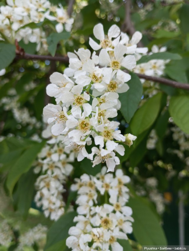 Булка мелкая шоколадная — Куклы Nines d'Onil (Нинес): Миа (Mia) (фото 9)