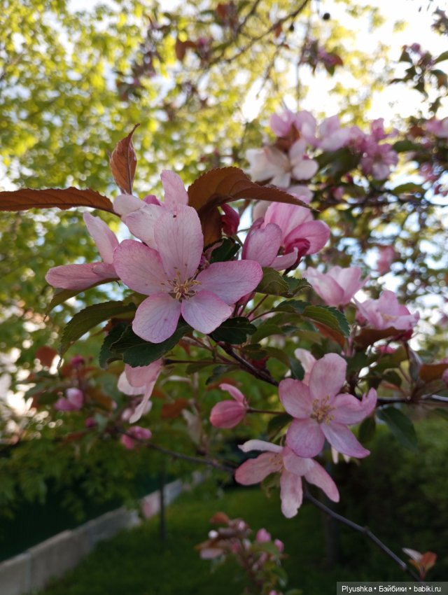 Булка мелкая шоколадная — Куклы Nines d'Onil (Нинес): Миа (Mia)