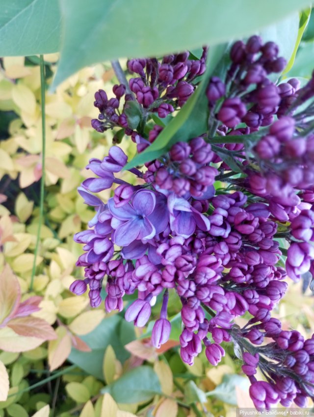 Булка мелкая шоколадная — Куклы Nines d'Onil (Нинес): Миа (Mia) (фото 4)