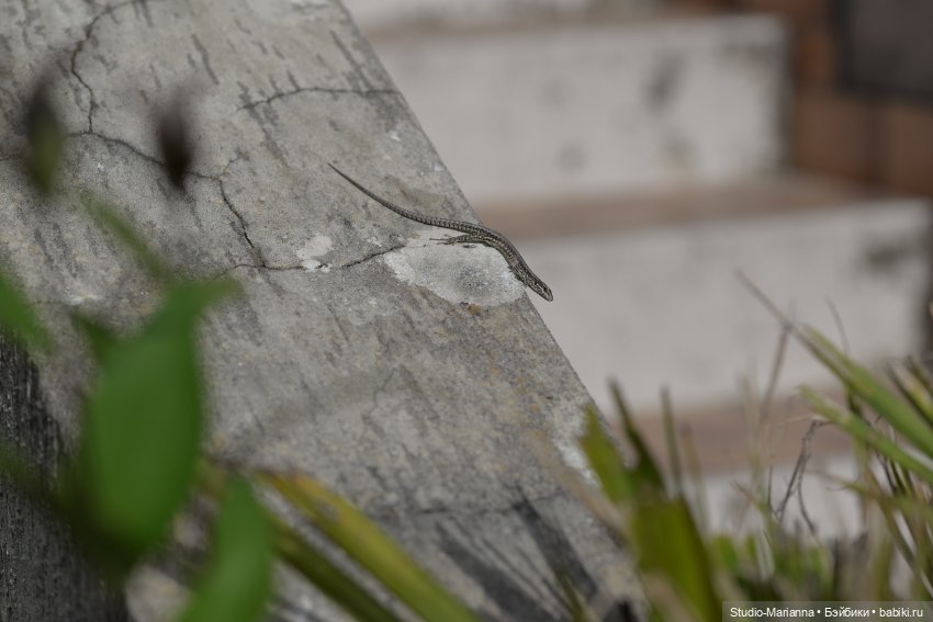 Горы море и немного кукол