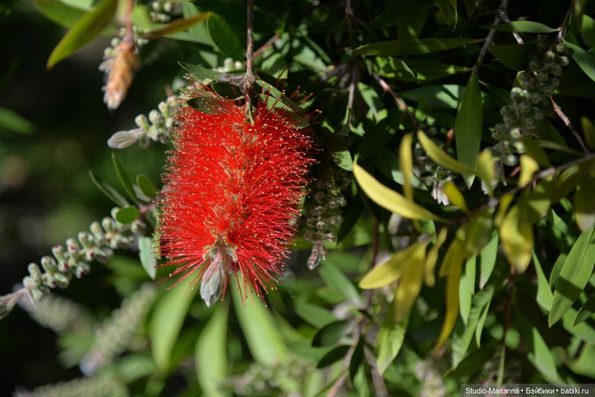 Горы море и немного кукол