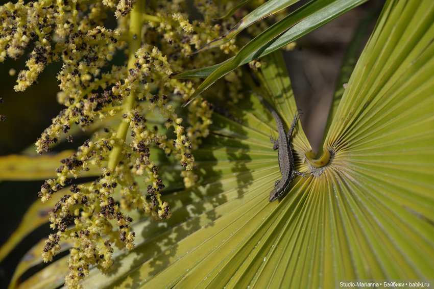 Горы море и немного кукол
