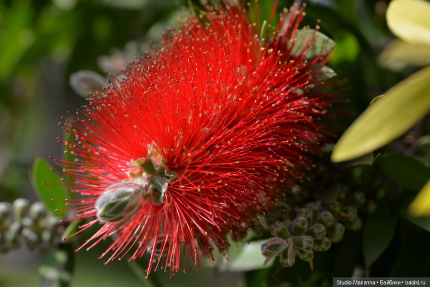 Горы море и немного кукол