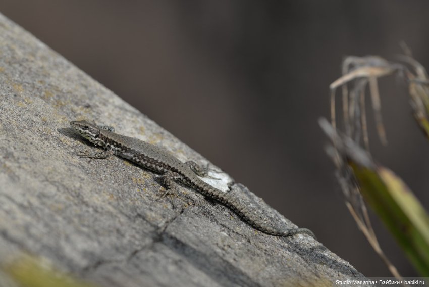 Горы море и немного кукол