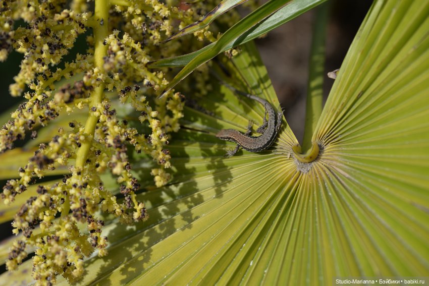 Горы море и немного кукол