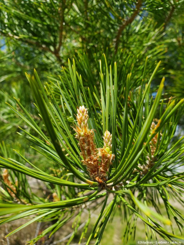 Саши и... стихи про лягушат (фото 9)