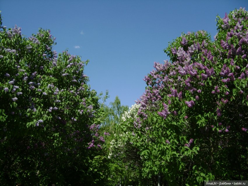 Среди майского цветения — Куклы Zwergnase (Цвергназе/Цверги): фото (фото 8)