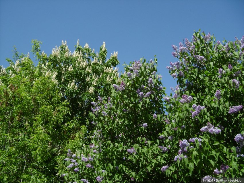 Среди майского цветения — Куклы Zwergnase (Цвергназе/Цверги): фото