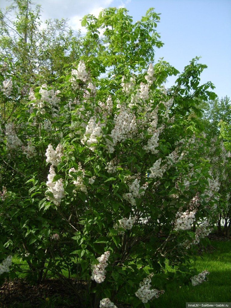 Среди майского цветения — Куклы Zwergnase (Цвергназе/Цверги): фото (фото 2)