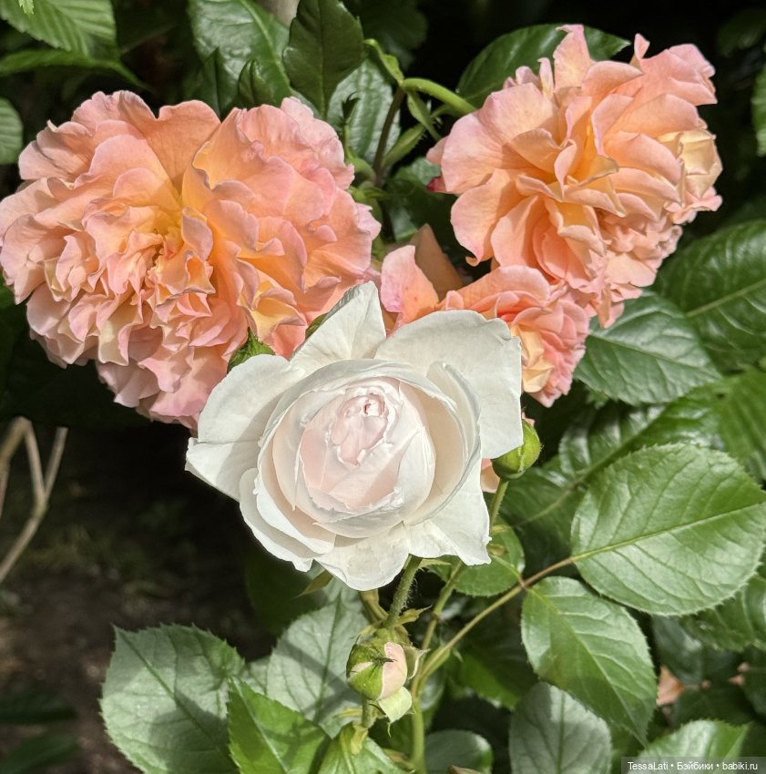 Хэппи — Куклы Latidoll (Лати): BJD (БЖД) (фото 2)