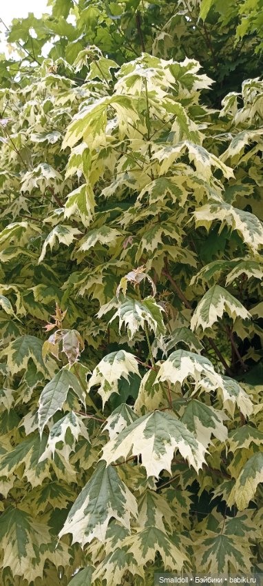 Ветер перемен — Куклы Paola Reina (Паола Рейна): новинки